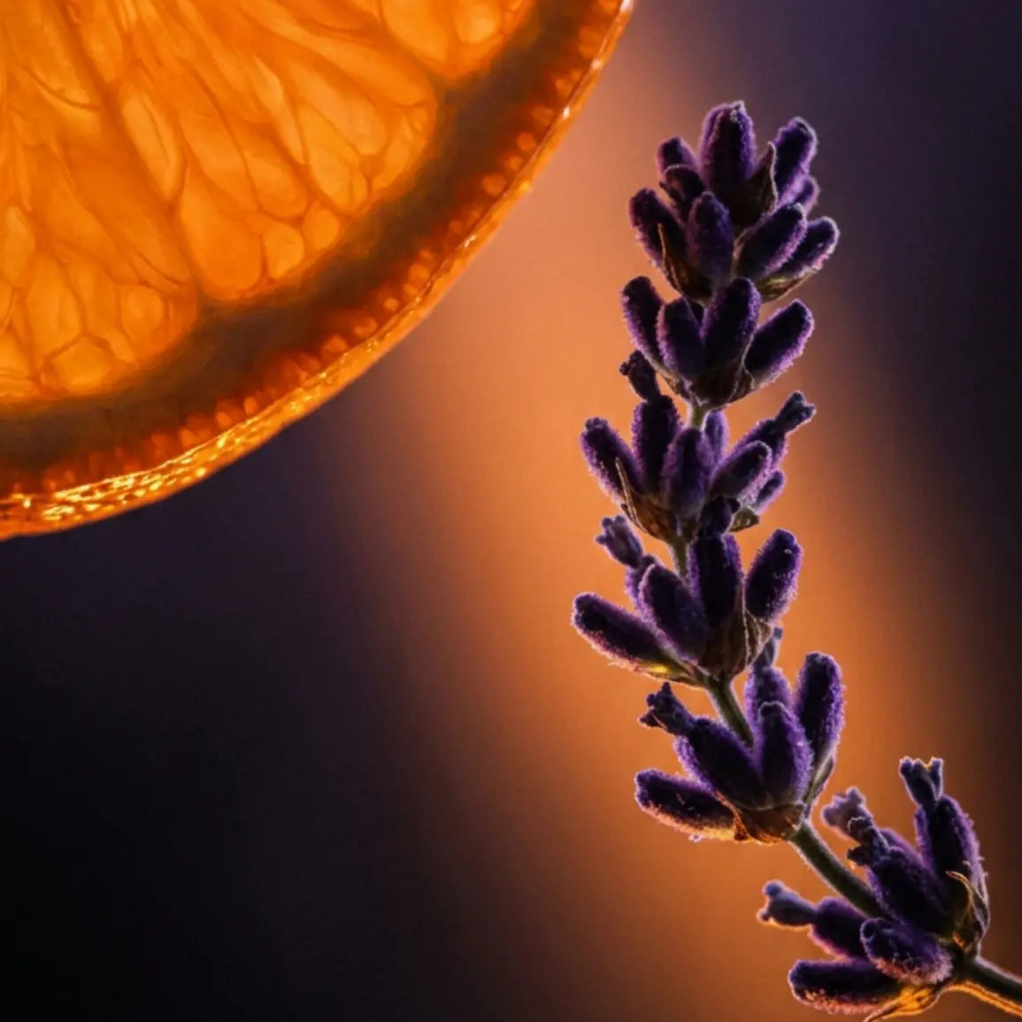 Lavander