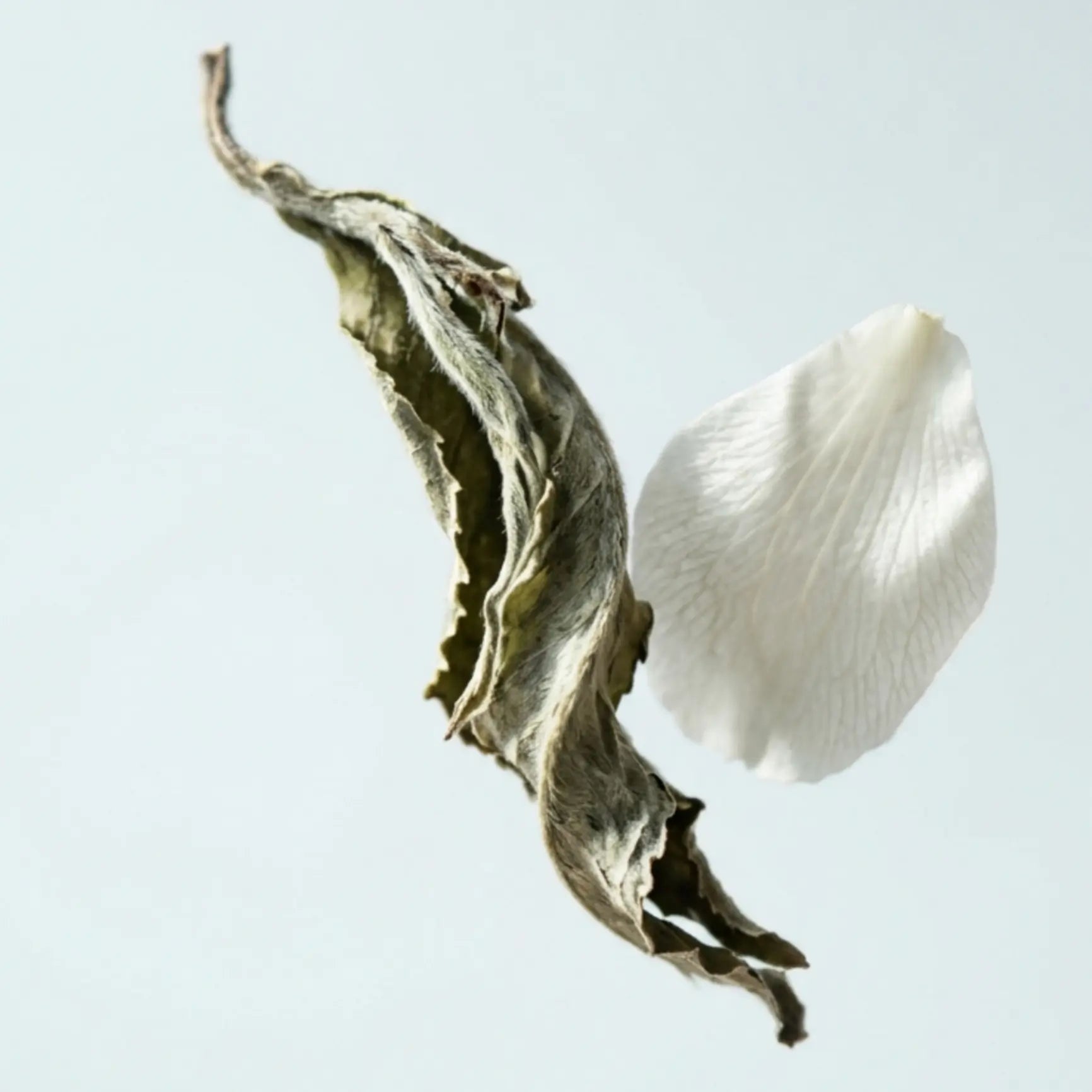 White Tea