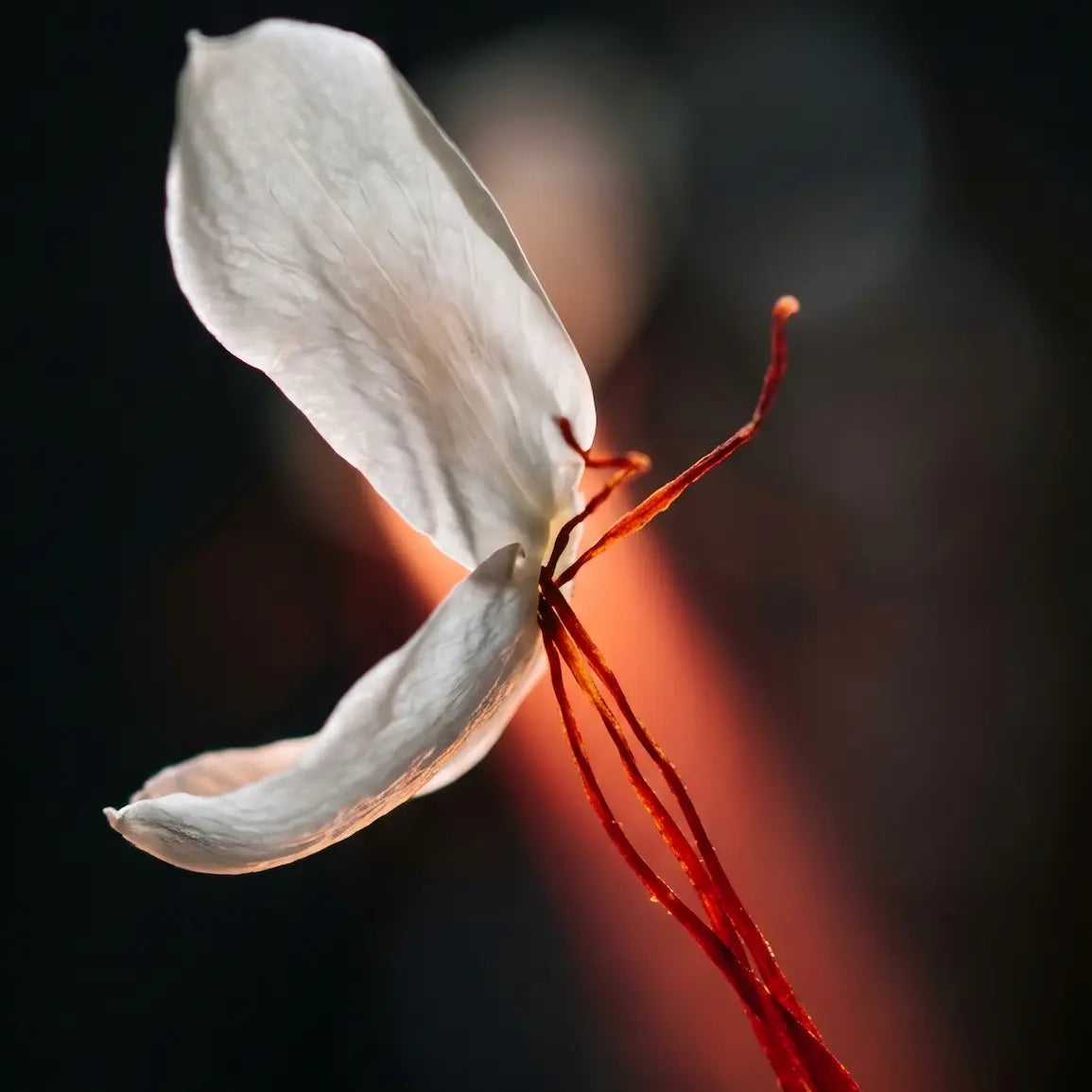 Wild Seduction